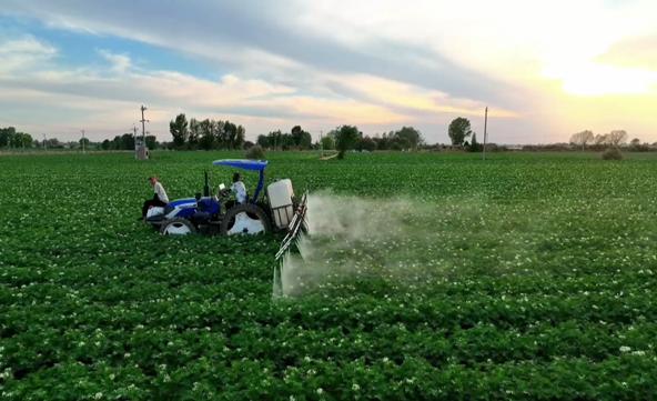 定边县的农技人员就会深入田间地头,指导农户做好农作物病虫害防治