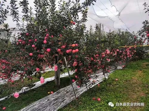 白水县荣获第一批全国农作物病虫害 绿色防控示范县 称号
