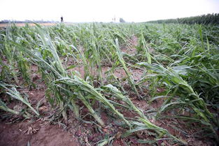 大雨冰雹过后 旱情缓解了 农田砸毁了 图