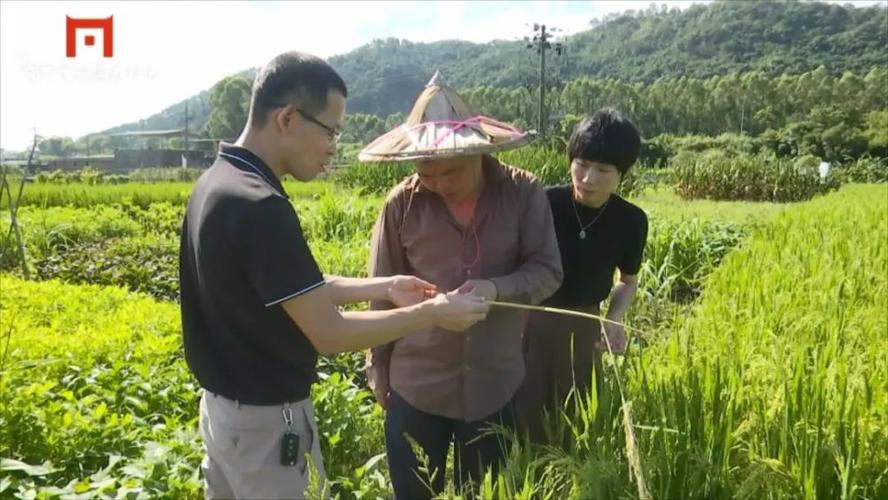 注意南安天气转晴农作物进入病虫害防治关键期