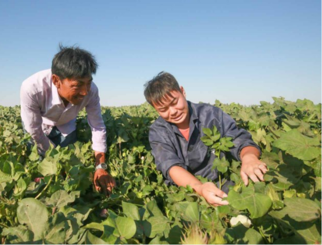 在呼图壁县五工台镇小泉村棉田中为当地棉农宣传棉花病虫害防治知识
