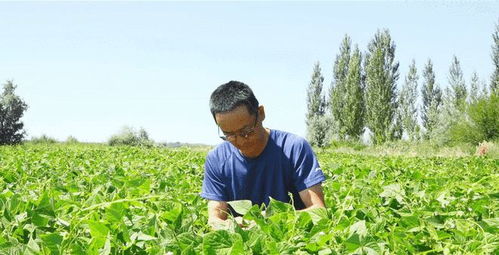 新疆阿勒泰市切尔克齐乡花芸豆成为致富 金豆豆