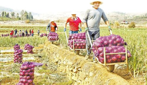 云南省农业农村厅联合出台八项政策措施支持农产品稳产保供