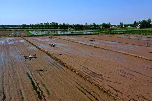 沅江市 稻田升起无人机,农作物病虫害防治更高效