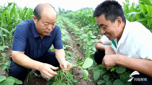 广饶 农技专家 把脉支招 做好雨后田间管理