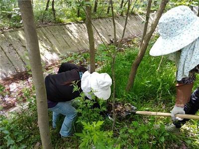 常平上门灭白蚂蚁价格 白蚁防治收费依据及标准