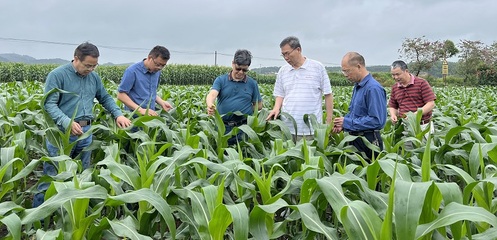 自治区植保站到横州市指导农作物病虫害防治工作