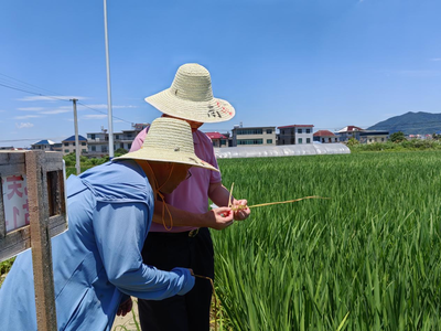 九江市农技推广中心到都昌县调研指导早稻穗期病虫害监测防控工作