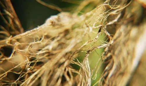 植物的根能够吸收土壤中的 和 ,满足植物生长的需要,还能将植物 在土壤中