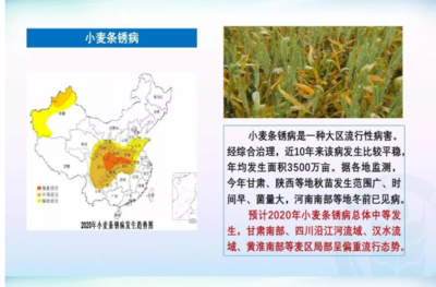 全国农技中心:2020年全国农作物重大病虫害发生趋势预测